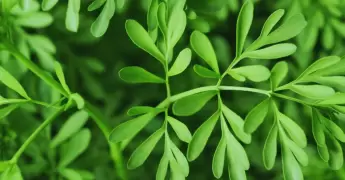menta
