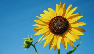 Girasol