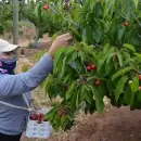 La mayor producci�n de cerezas de Mendoza est� en el Valle de Uco y se exporta a Europa y Asia