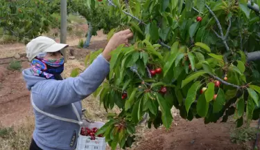 Coecha de cerezas