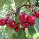 Mendoza apuesta a nuevas herramientas sanitarias para abrirle mercados a su fruta temprana