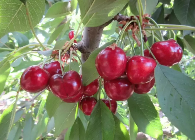 CEREZAS