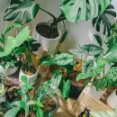 C�mo proteger tus plantas en invierno con cuatro consejos pr�cticos y efectivos