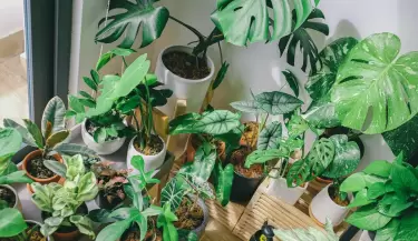 Plantas de interior