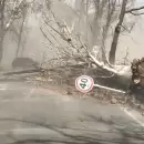 (Videos) El Zonda y la caída de árboles complican la circulación en algunas zonas de Mendoza