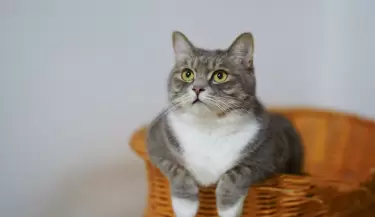 Los beneficios de tener gatos