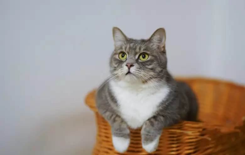 Los beneficios de tener gatos