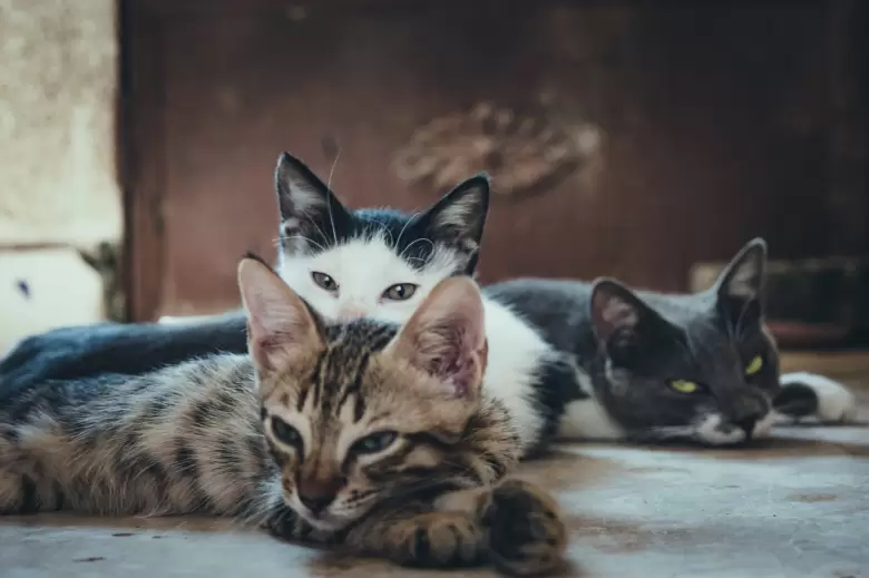 Los beneficios de tener gatos