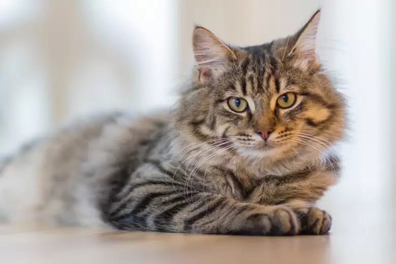 Los beneficios de tener gatos