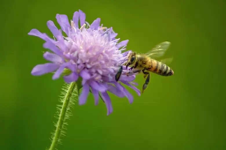 abeja