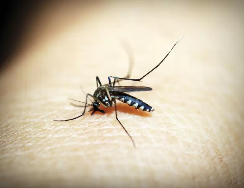 Recomendaciones ante el aumento de mosquitos