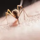 Mosquitos: crece el uso de repelentes ecol�gicos ante el avance del calor