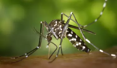 Recomendaciones ante el aumento de mosquitos