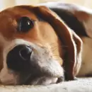 Consejos para cuidar la salud de tus animales con las altas temperaturas