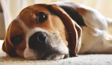 Las razas de perros m�s tranquilas