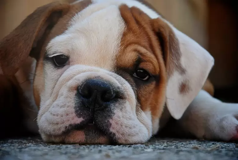 Las razas de perros m�s tranquilas