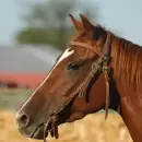 El arte milenario del Sumi-e llegará a Chacras de Coria con un taller sobre la figura del caballo