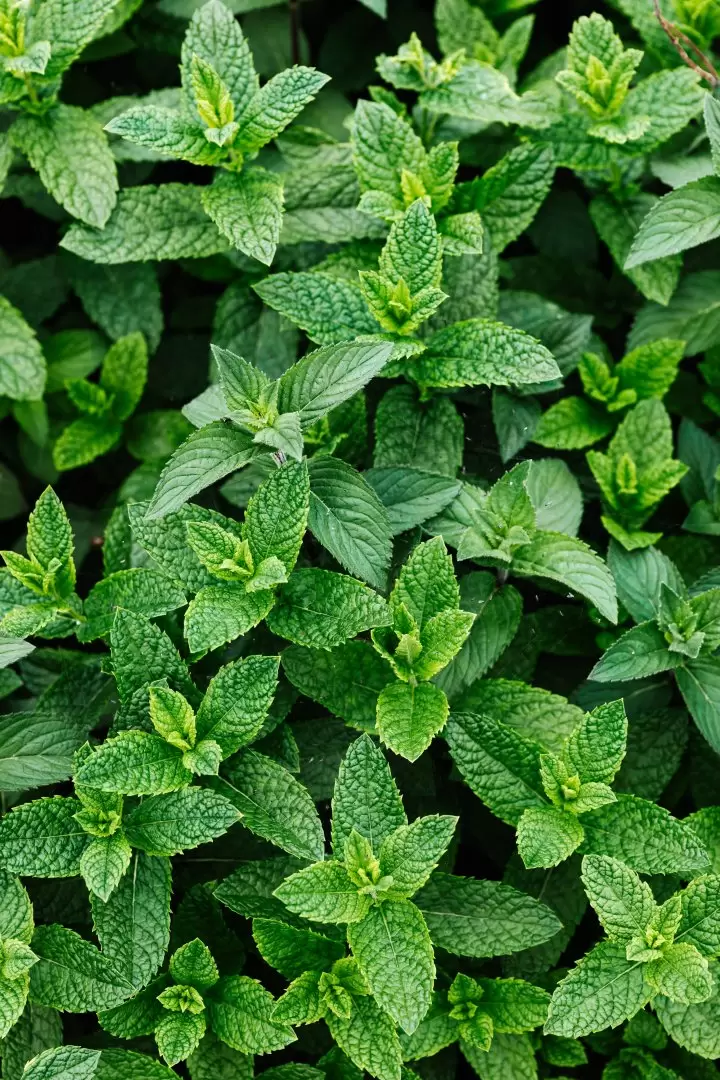 menta
