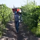 Vitivinicultura: Eliminaron un requisito para la Vendimia 2025