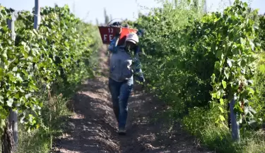 Vendimia Milagros - El viaje del agua hasta la magia del vino