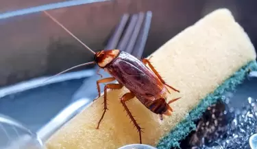 cucaracha