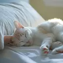 El enigma resuelto: por qué los gatos siempre encuentran el camino a casa