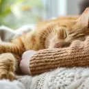 El truco natural para reducir el estrés de tu gato de manera lúdica