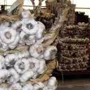 P�rdidas millonarias por granizo en San Carlos: el ajo, el m�s afectado