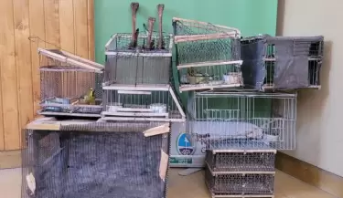 aves rescatadas alvear