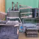 Rescataron en Alvear aves silvestres en peligro de extinción y con signos de maltrato