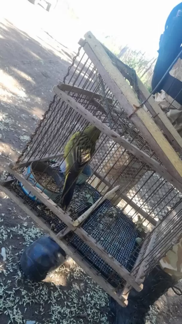 AVES SILVESTRES