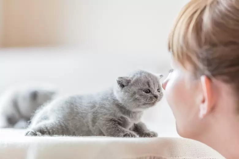 29 de octubre DIA INTERNACIONAL DEL GATO