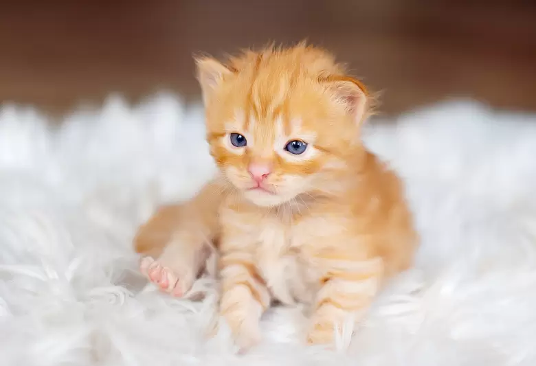 29 de octubre DIA INTERNACIONAL DEL GATO