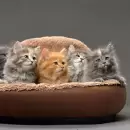 D�a Internacional del Gato: Por qu� se celebra hoy 29 de octubre