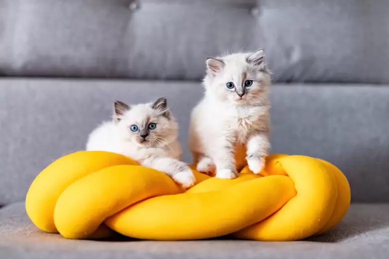 29 de octubre DIA INTERNACIONAL DEL GATO