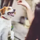 Por qu� el juego diario es esencial para tu perro o gato