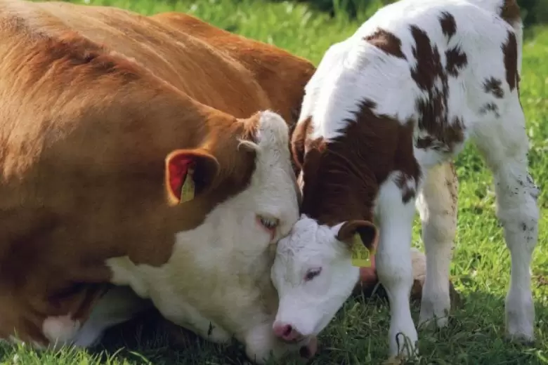 vacas