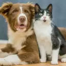 Servicios Veterinarios gratuitos: esterilizaciones y vacunaciones en Noviembre