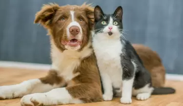 perro y gato