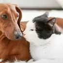 Aprovech� el M�vil Veterinario: Atenci�n gratuita para mascotas en Maip�