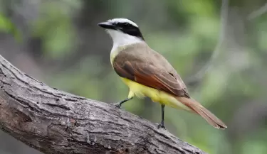 benteveo