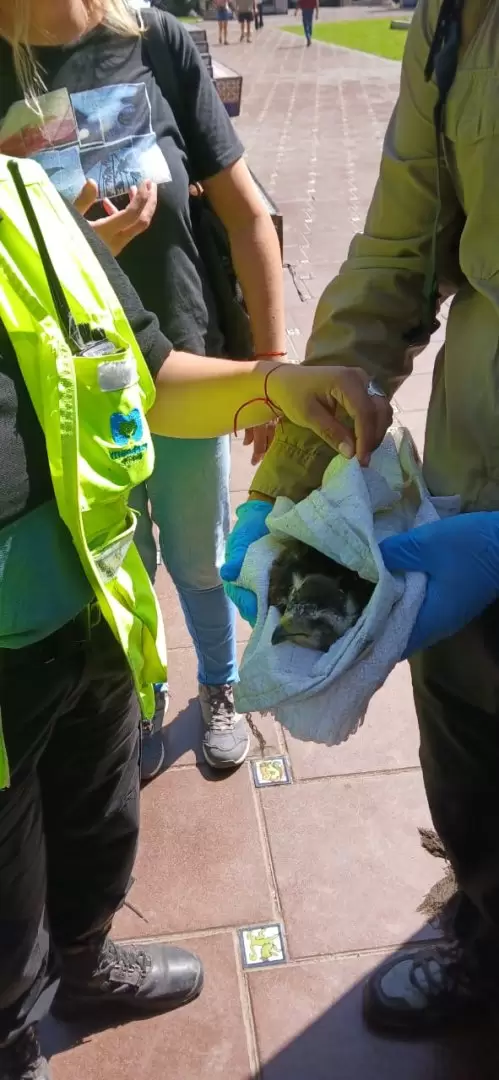 rescate en plaza España