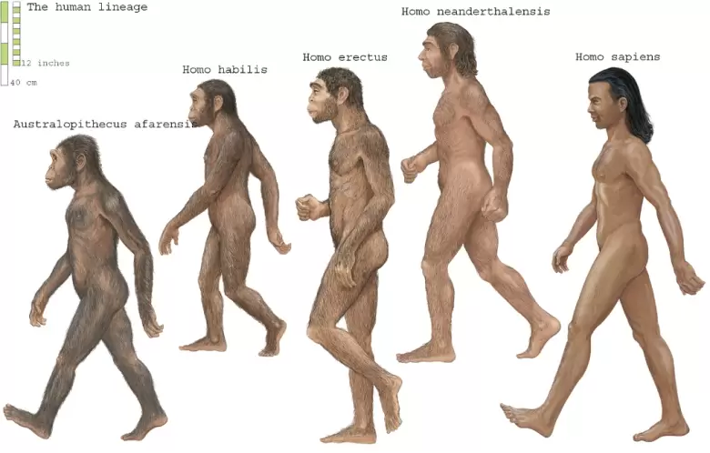 neandertal