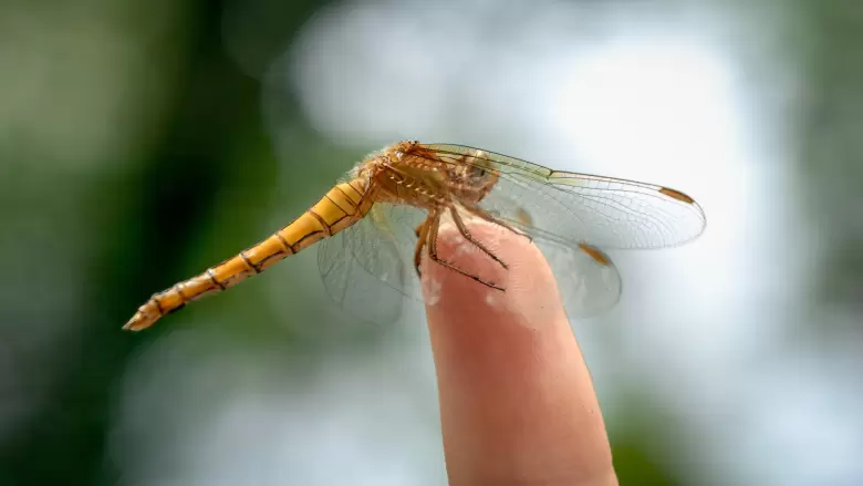 insectos