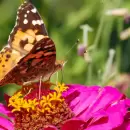 Lo que las mariposas, abejas y hormigas pueden decirnos sobre la vida y el cambio