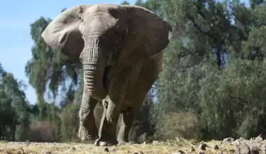 Elefanta Kenya