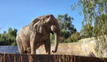 kenya, la elefanta de 43 anos
