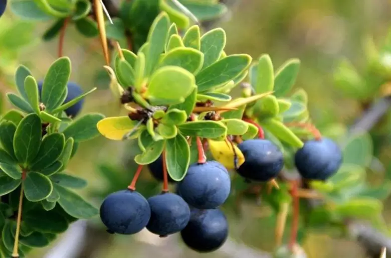 calafate fruto 3