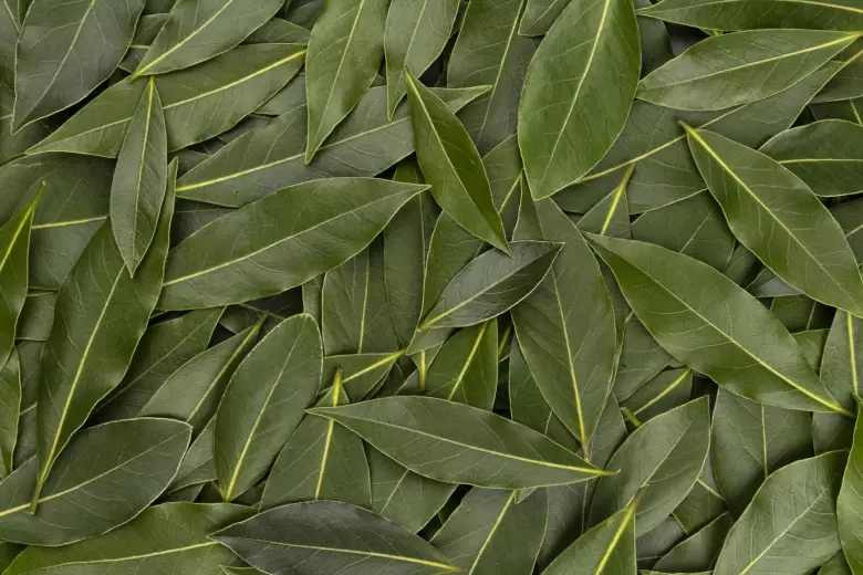 laurel 3