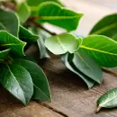 Una poderosa planta que aleja las cucarachas de tu cocina